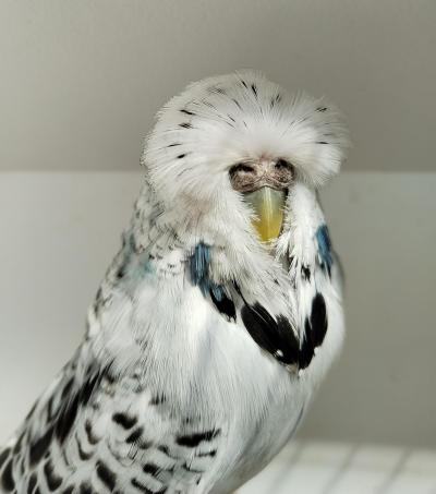 Protějšek vítěze výstavy