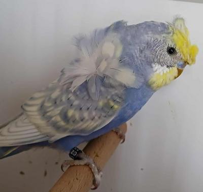 Nejlepší barevná andulka