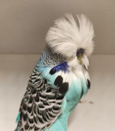 NEJLEPŠÍ SAMEC 2025