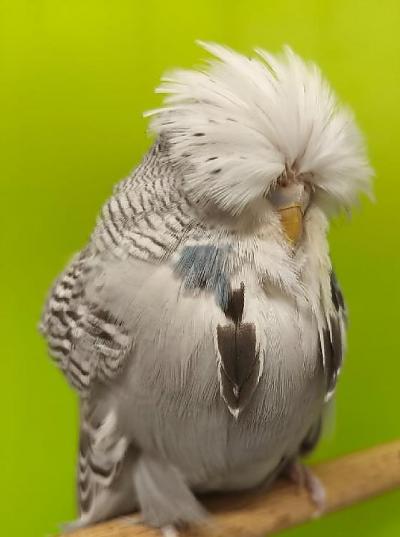 Nejlepší mladá samice výstavy