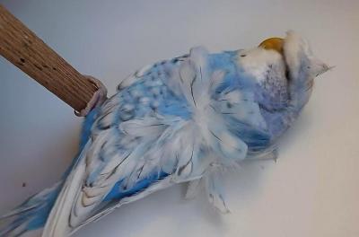 Protějšek nejlepší barevné andulky