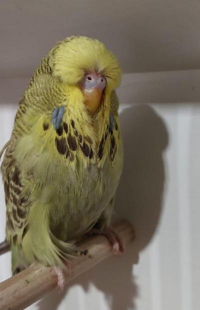 Protějšek vítěze