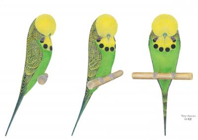 Nový obrazový standard 2025